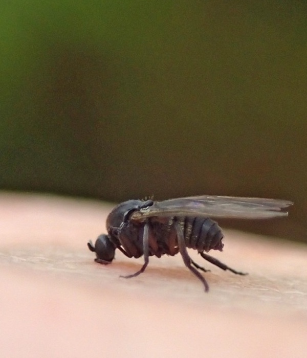 Control de la Mosca Negra en Barcelona y Catalunya