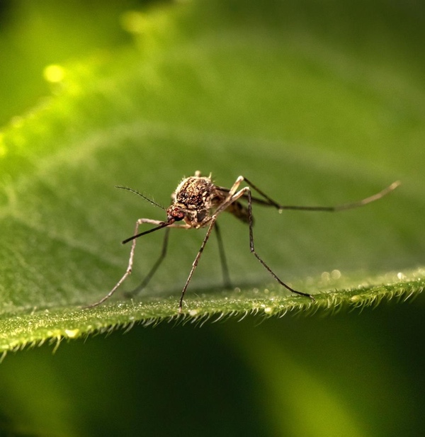 Control Plagas mosquito tigre en Barcelona y Catalunya
